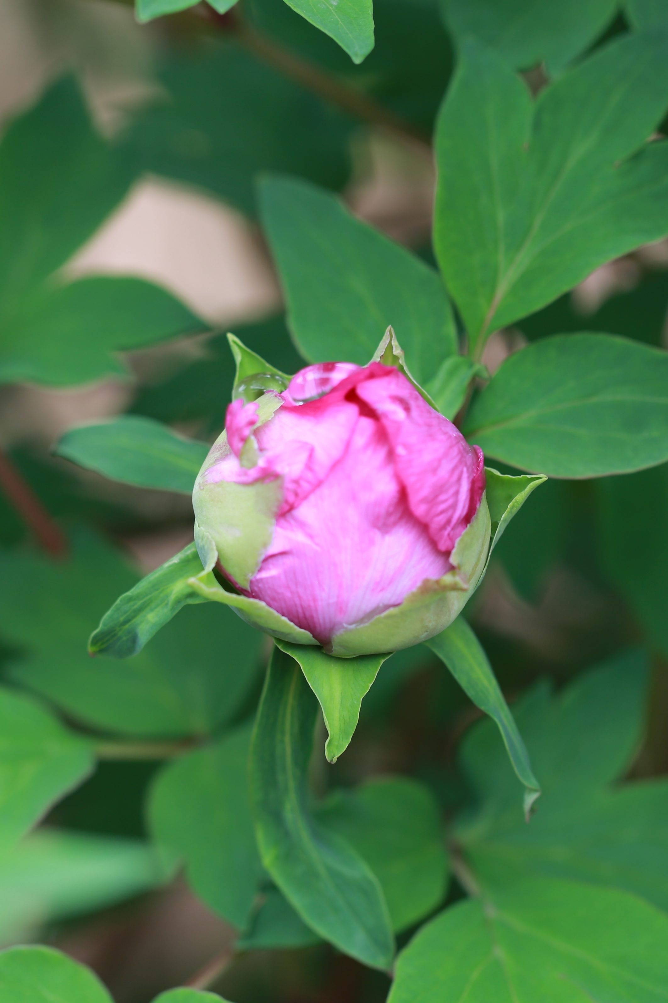 牡丹花蕊【首發】