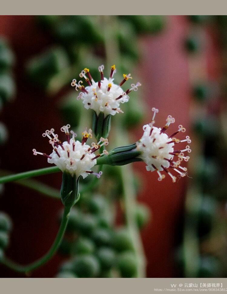 佛珠吊兰叶子嫩绿饱满,花型独特,开花后芳香扑鼻.