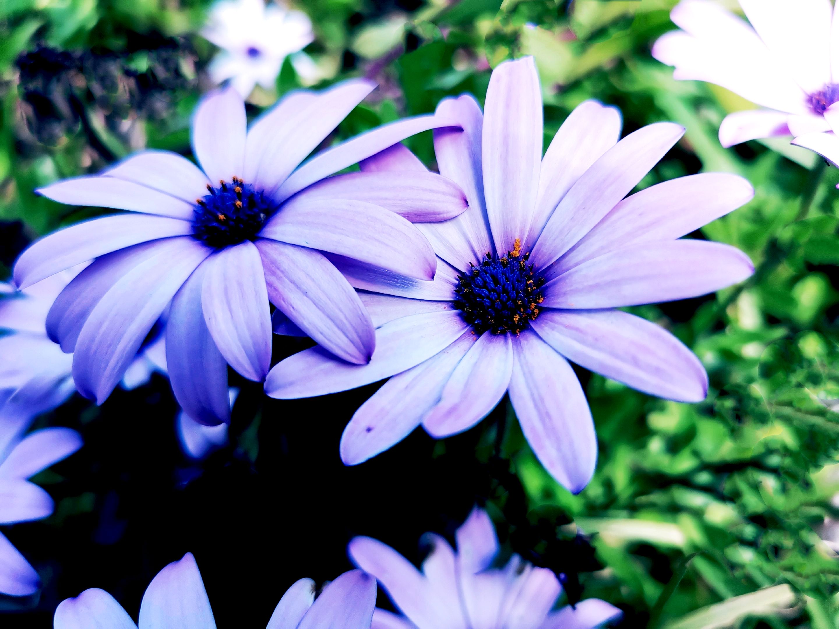 蓝目菊品种大全图片