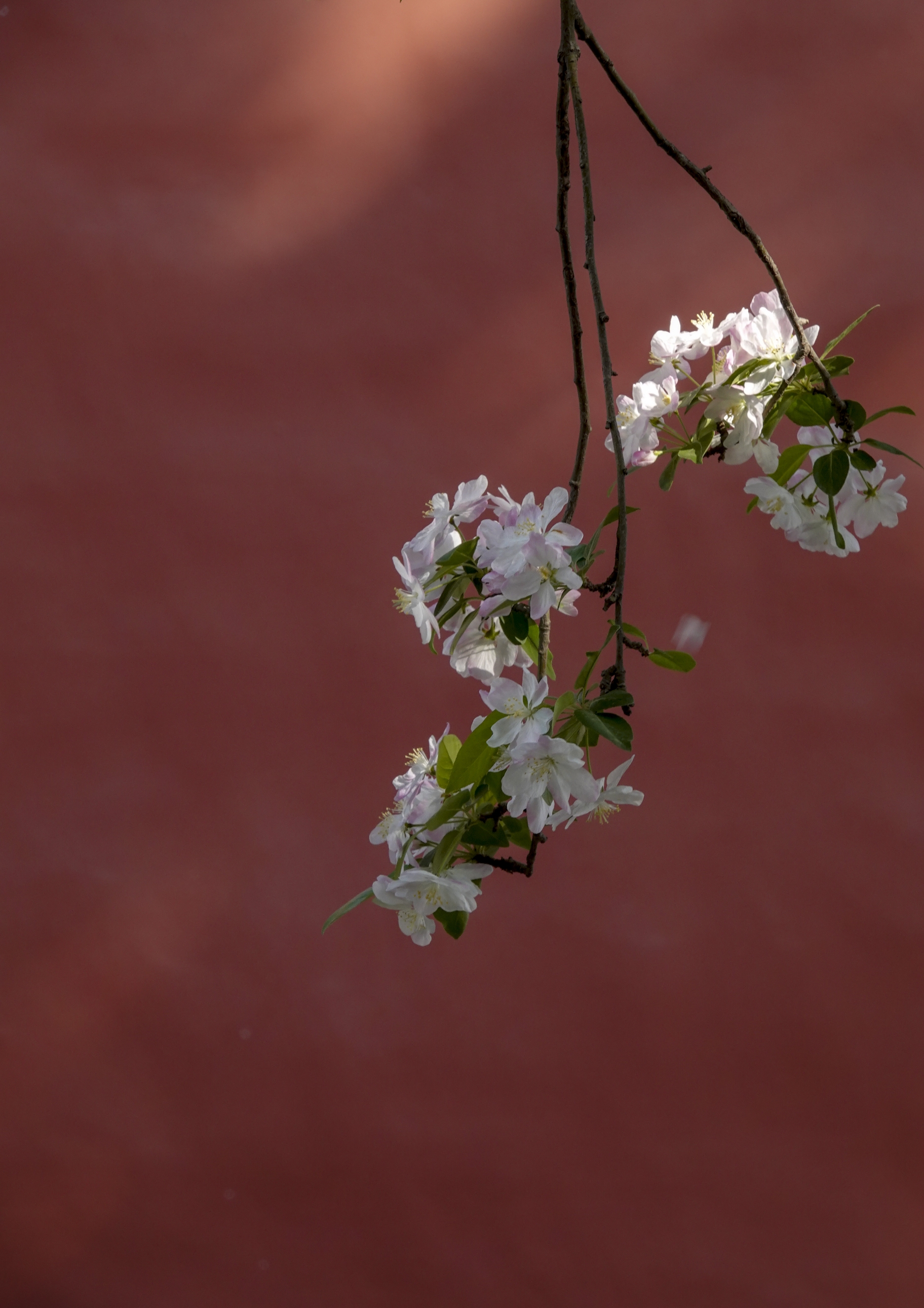 【首发】故宫文华殿前赏海棠(2)