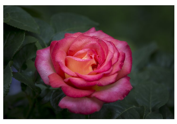 首发花中皇后一一月季