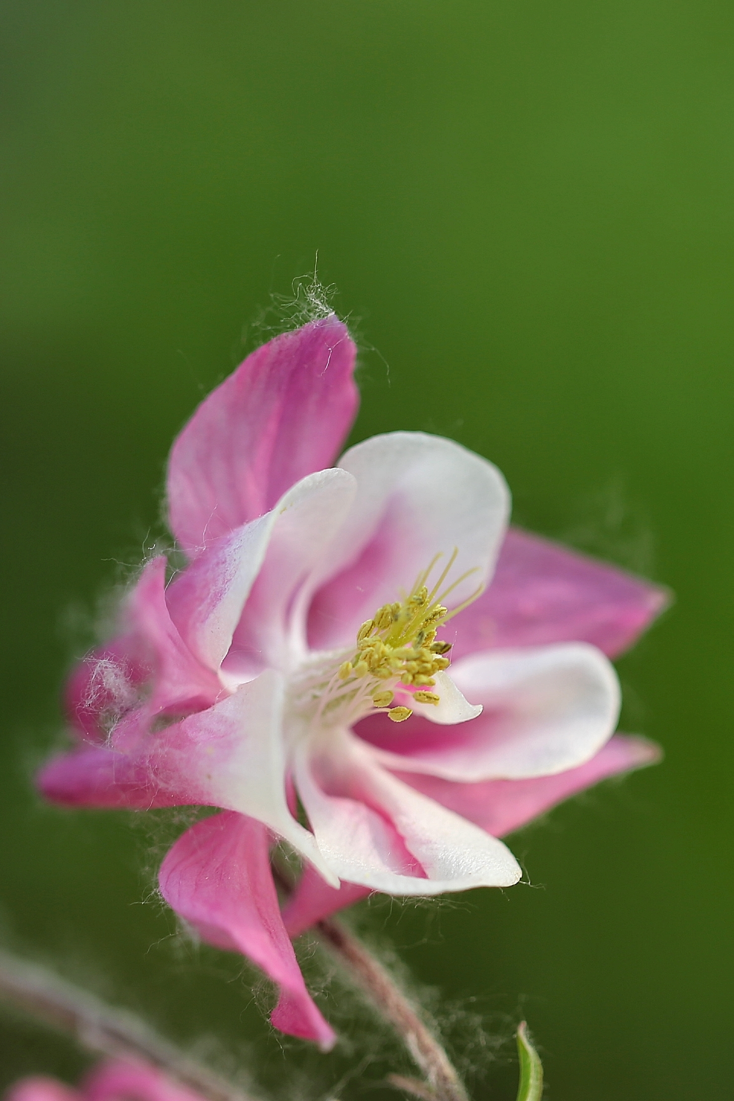 漂亮耧斗花《首发》