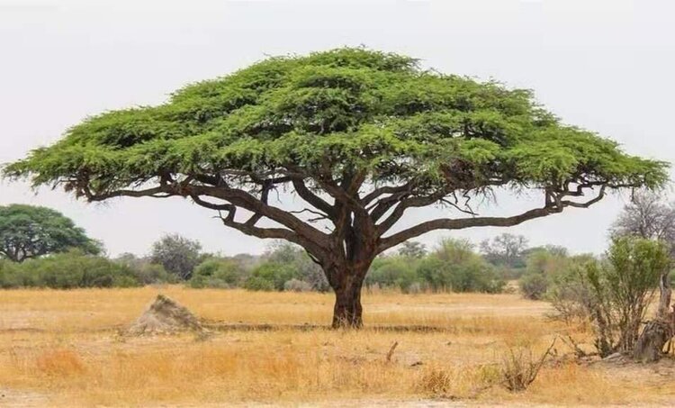 首发满树辉煌金合欢