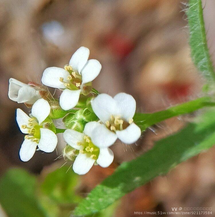 假荠荠菜图片 开花图片