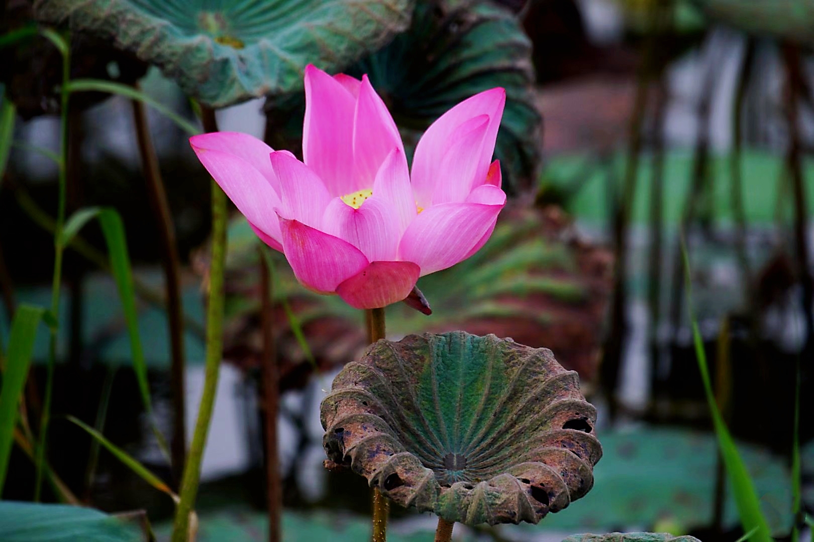 有"出淤泥而不染,濯清涟而不妖"的千古佳句,同时也是佛教中的象征物