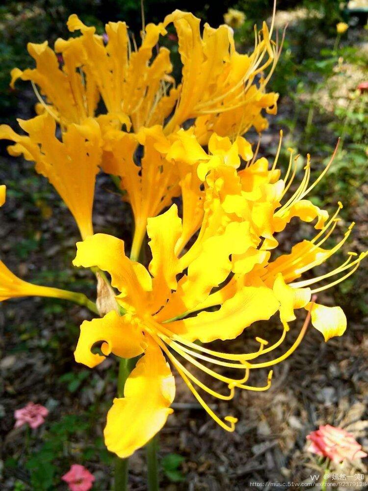 首发城郊开遍金色的彼岸花