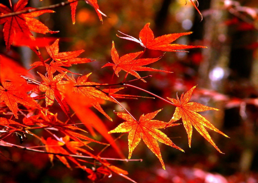 【首发】一树枫丹一树秋