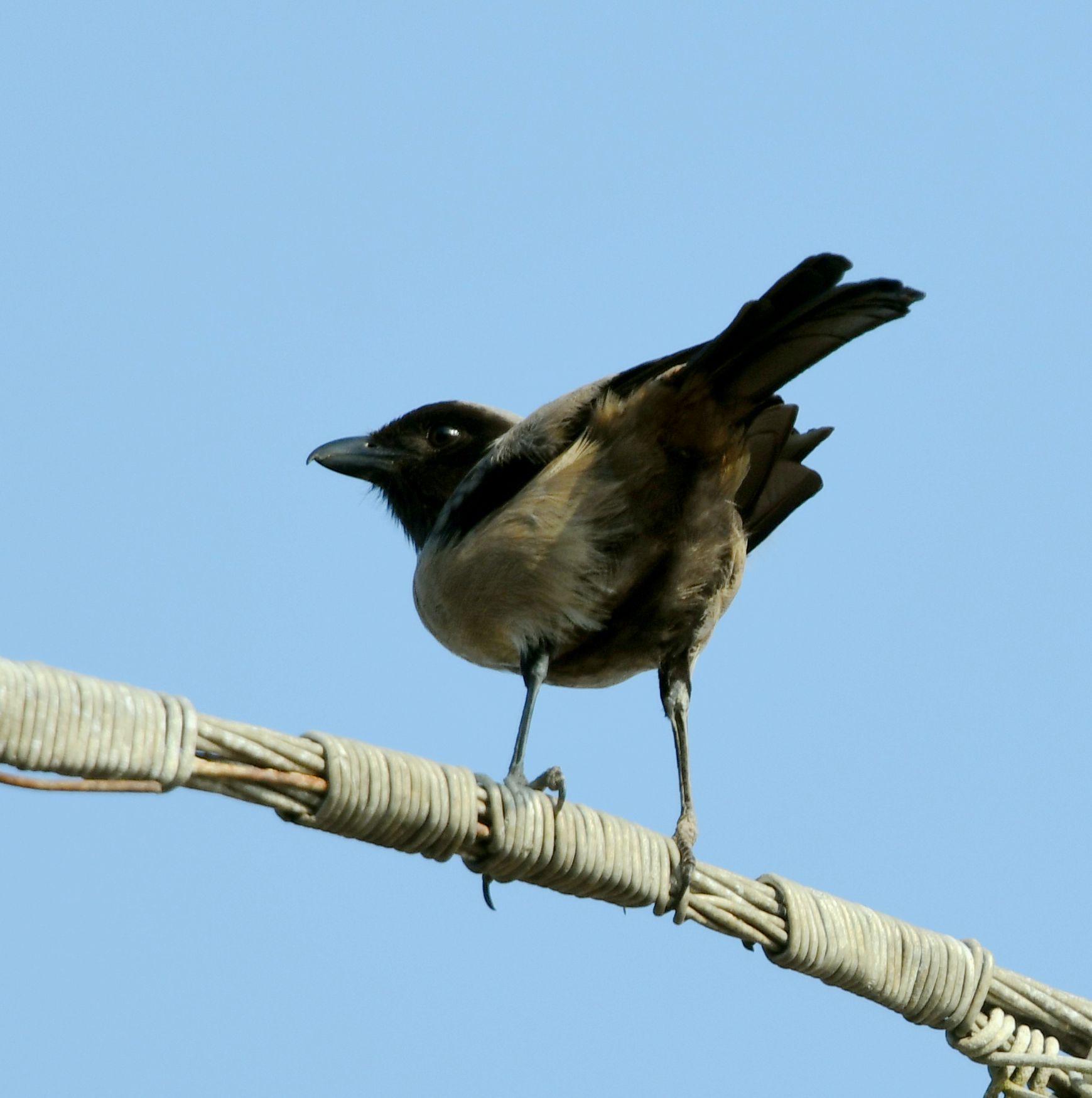 黑伯劳(棕背伯劳亚种)【首发】