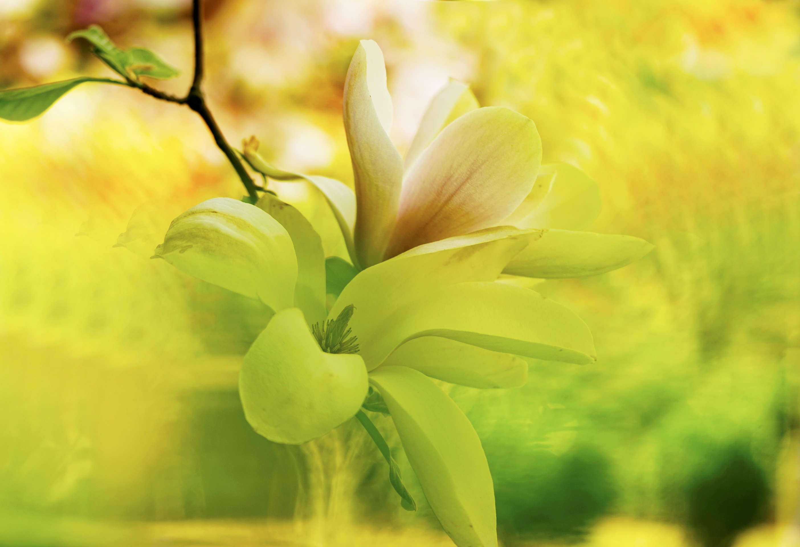 最美纯洁玉兰花