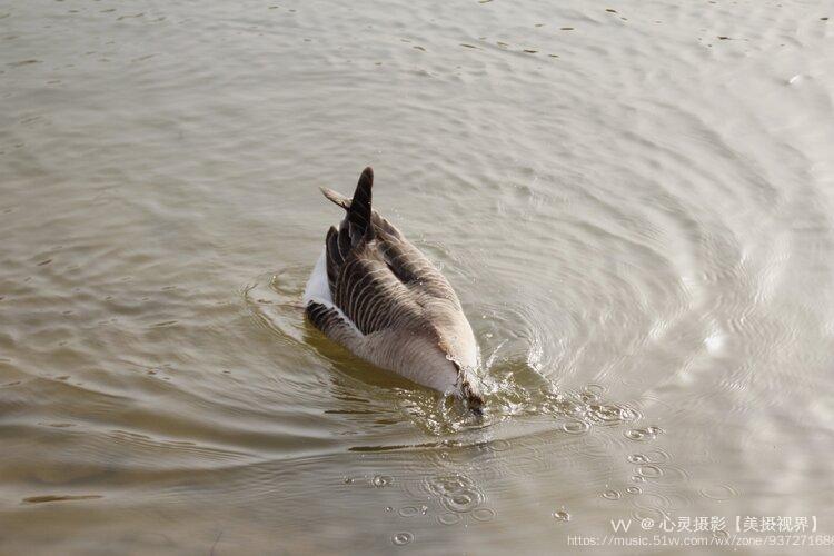 首发霸气的麻鹅