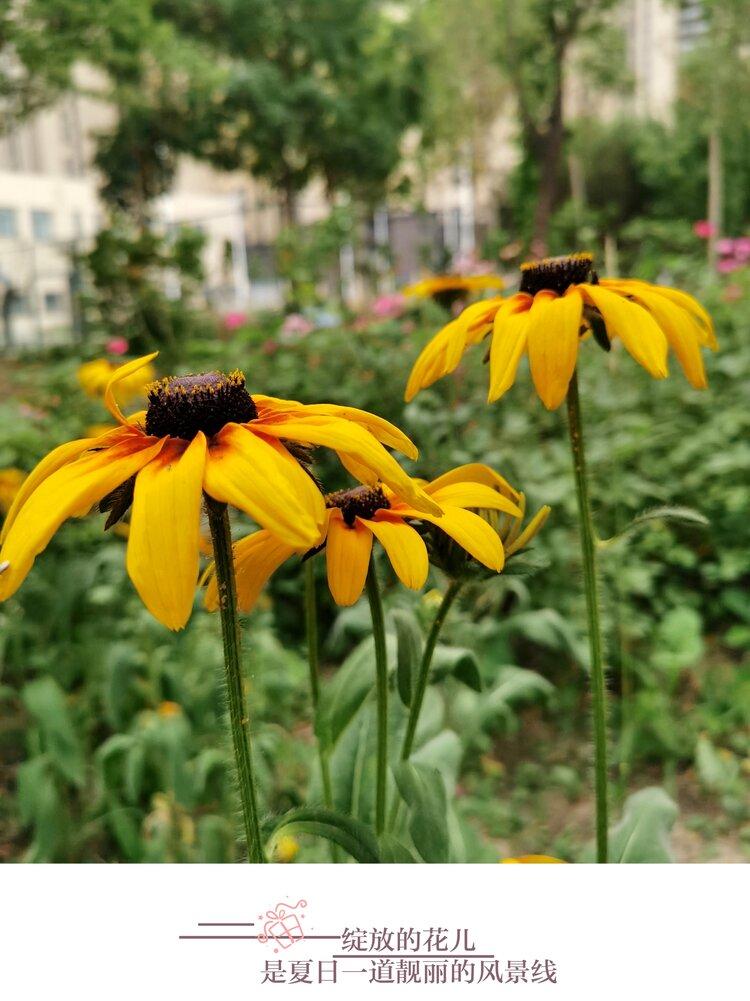 黑心金光菊的魅力原创首发