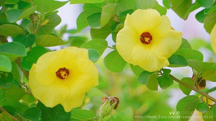 首发海滨木槿花