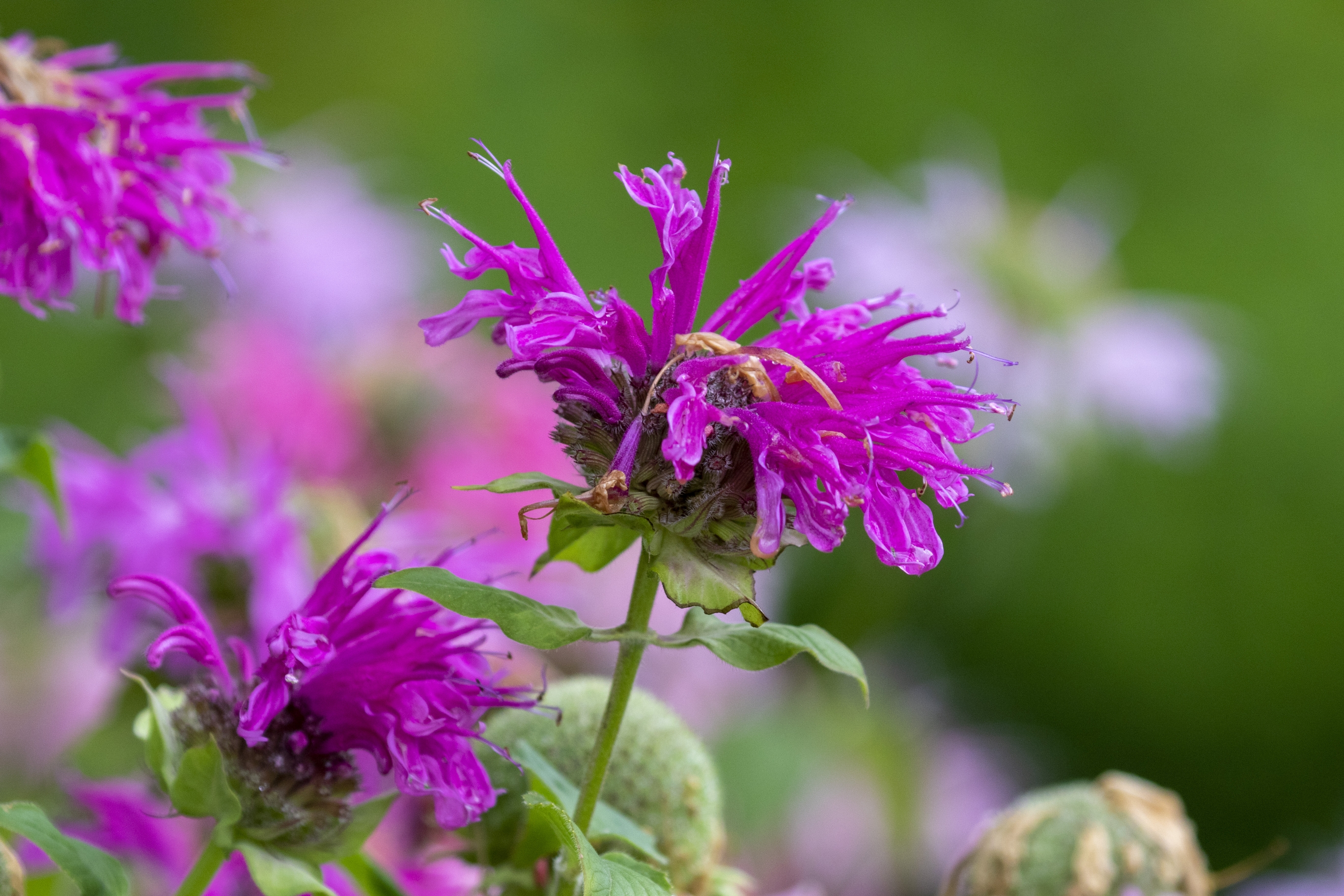 美国薄荷【vv首发】