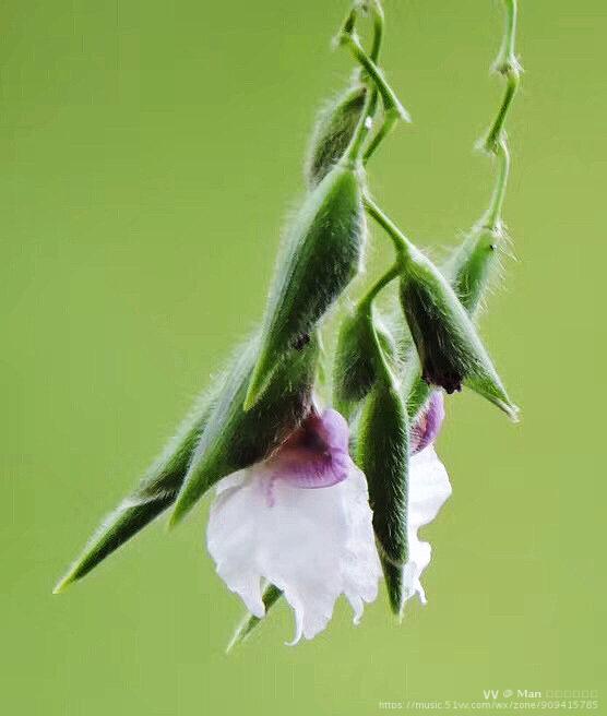 首发秋天的景致一垂花再力花