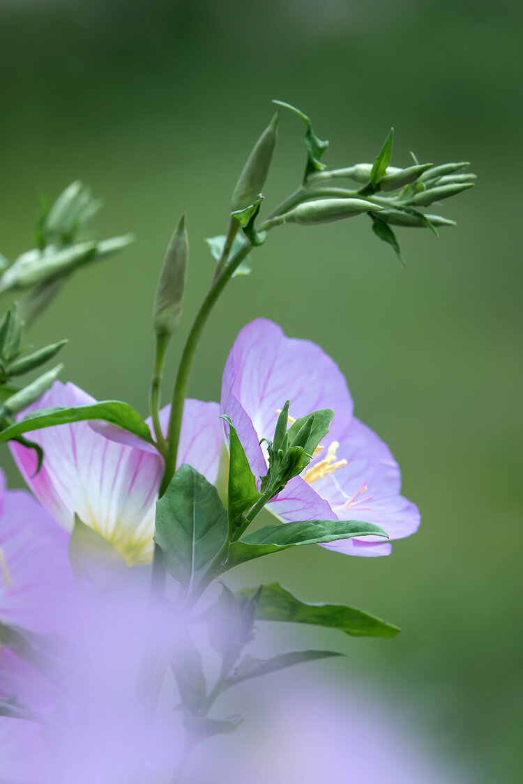 月见草花朝暮图片