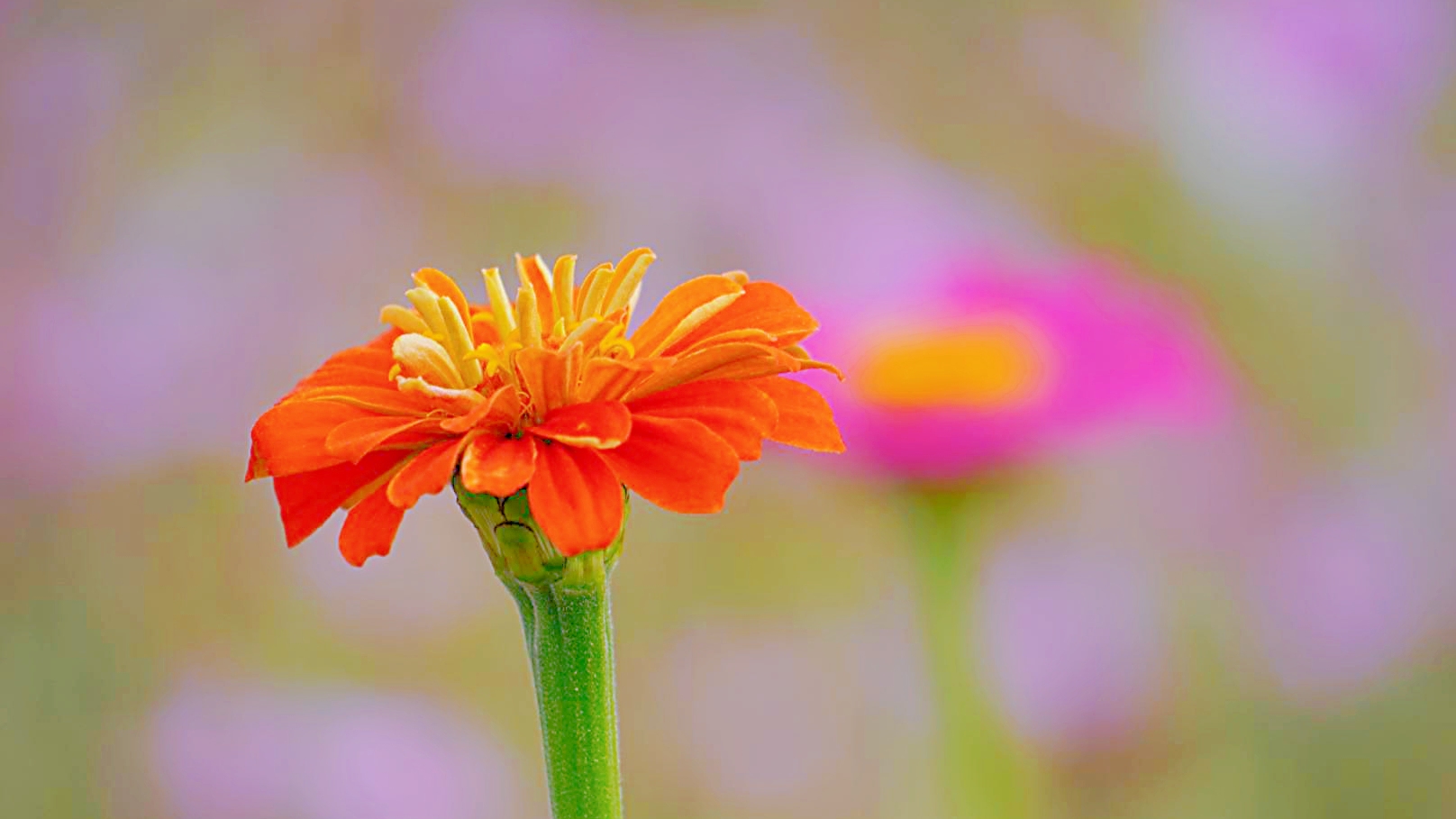 首发:张开笑脸的百日菊