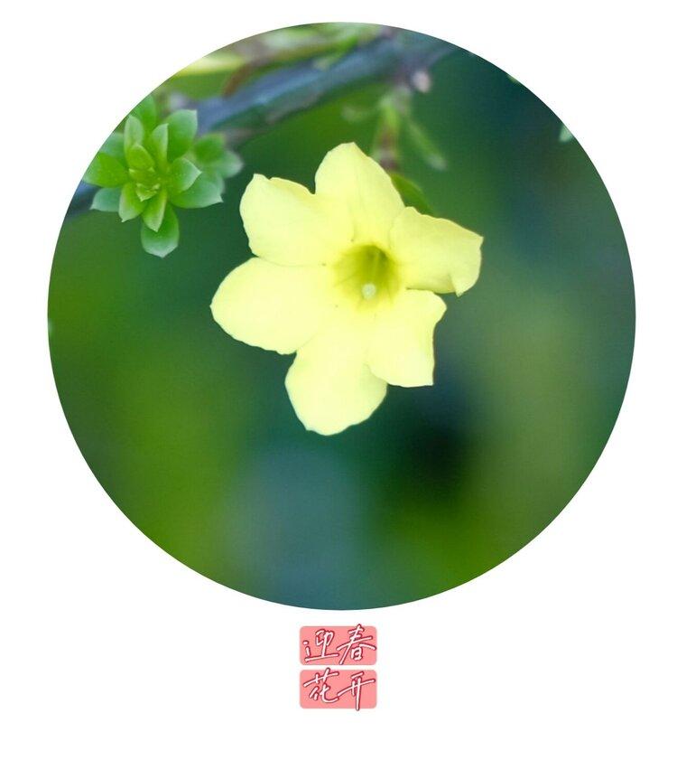 迎春花开迎春来