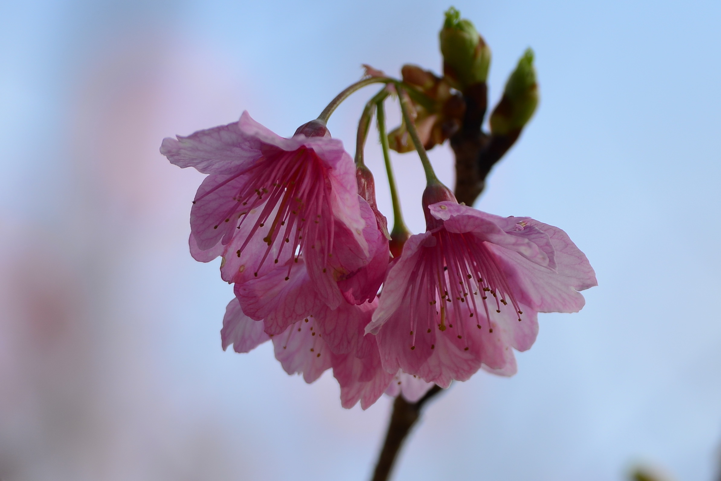 【首发】优雅微笑寒绯樱