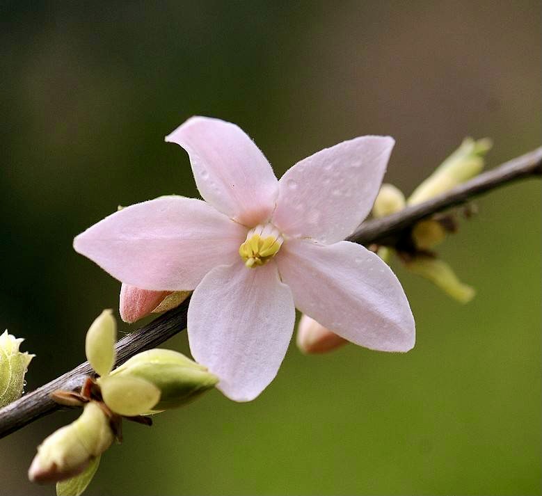 陀螺果花图片