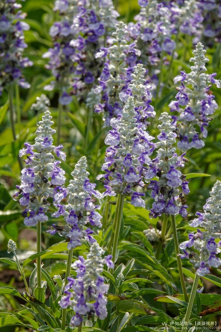 首发超级鼠尾草