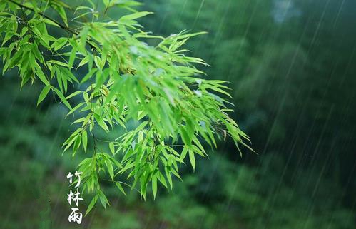 竹林听雨