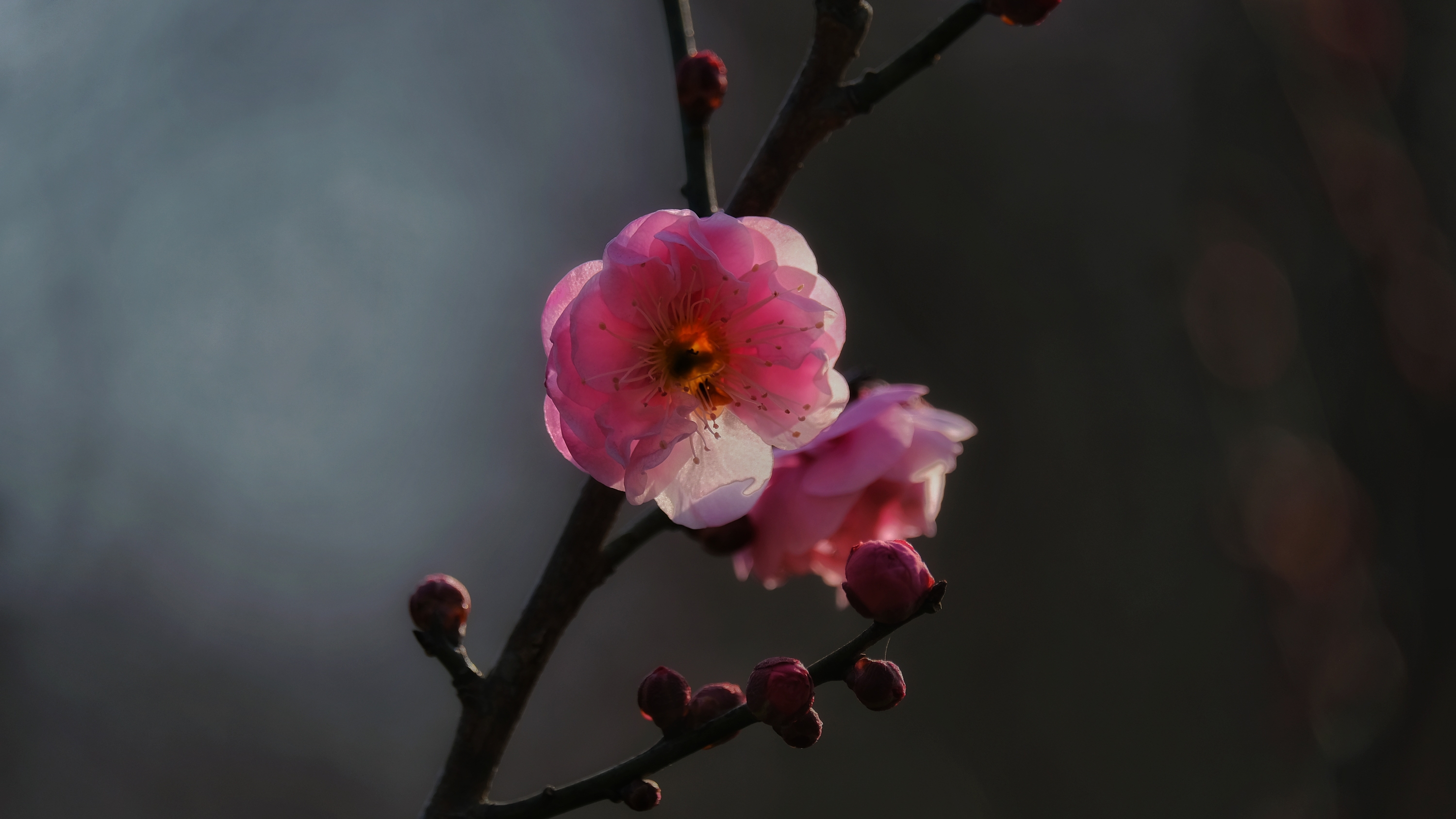 【原创首发】梅花与古诗词