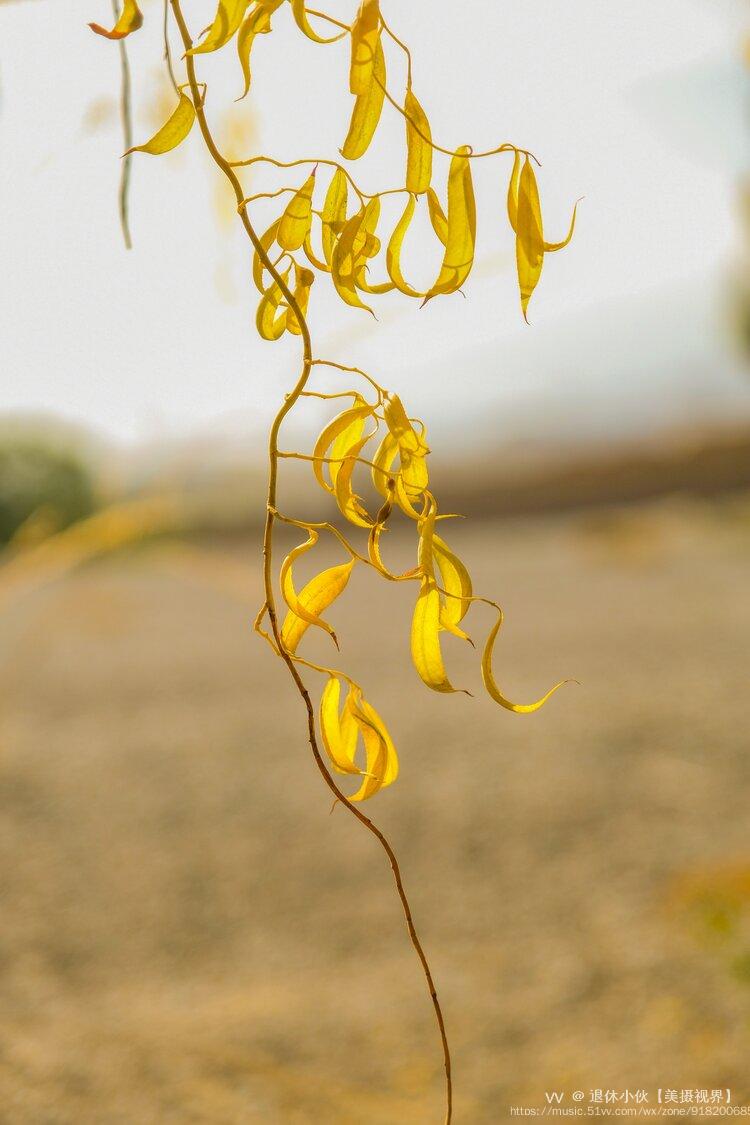 vv首发嘉峪关相逢龙爪柳