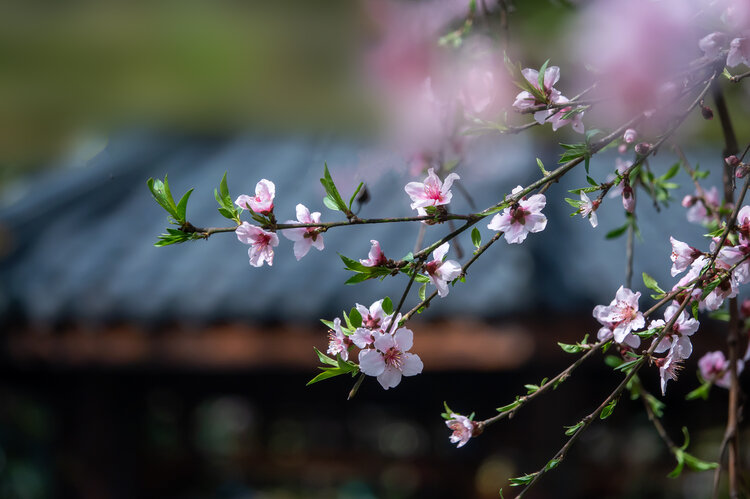 窗外的桃花开了,一片姹紫嫣红,远远望去
