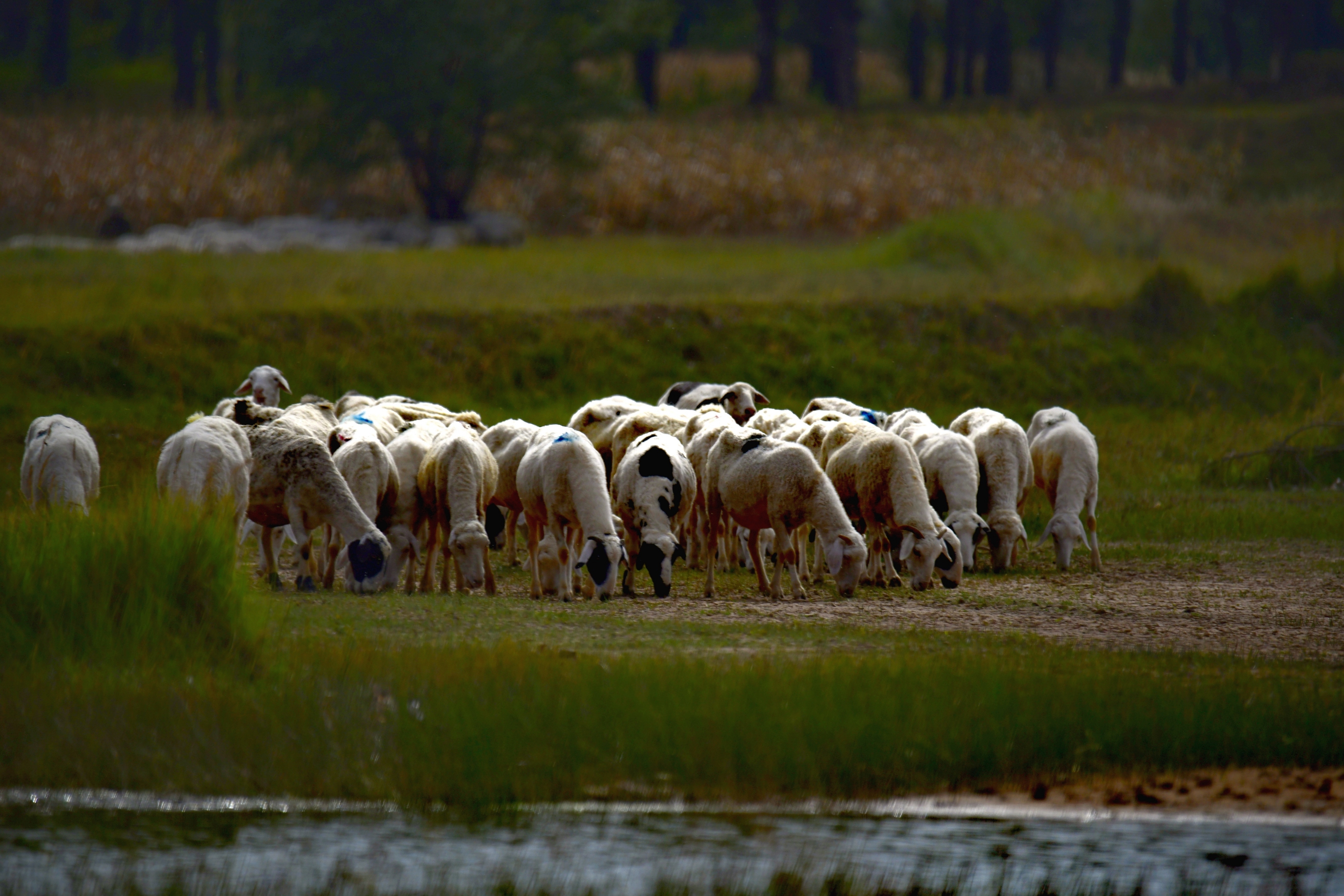 牧归的羊群.【首发】