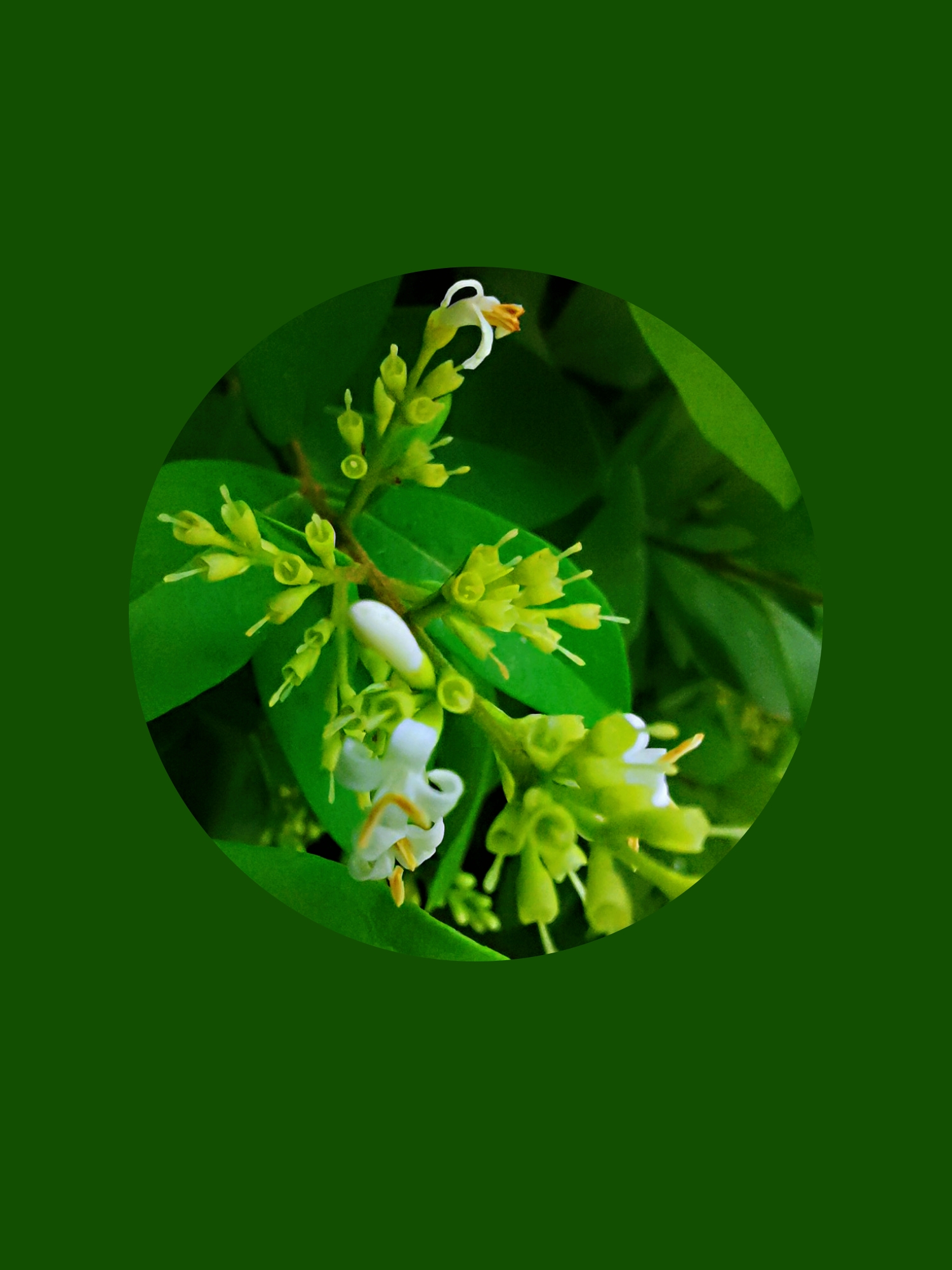 rehder)是木犀科女贞属植物,金叶女贞的叶子为绚丽的金黄色,花为银