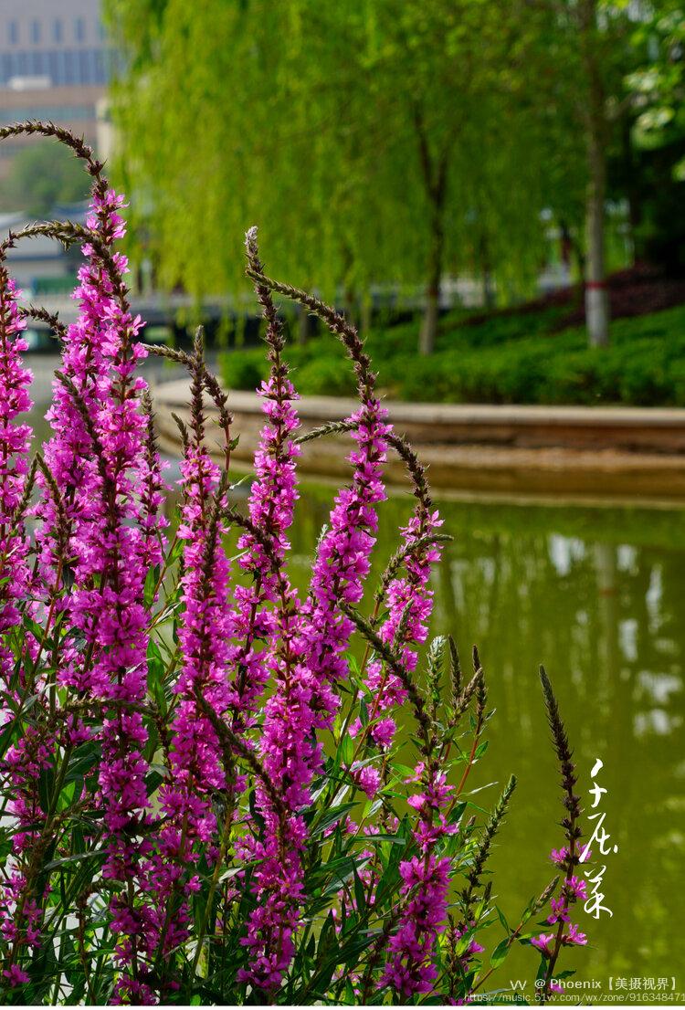 中草药水边植物千屈菜观赏美容食药多用首发