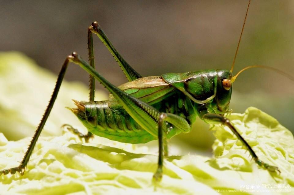 听|| 就是那一只蟋蟀