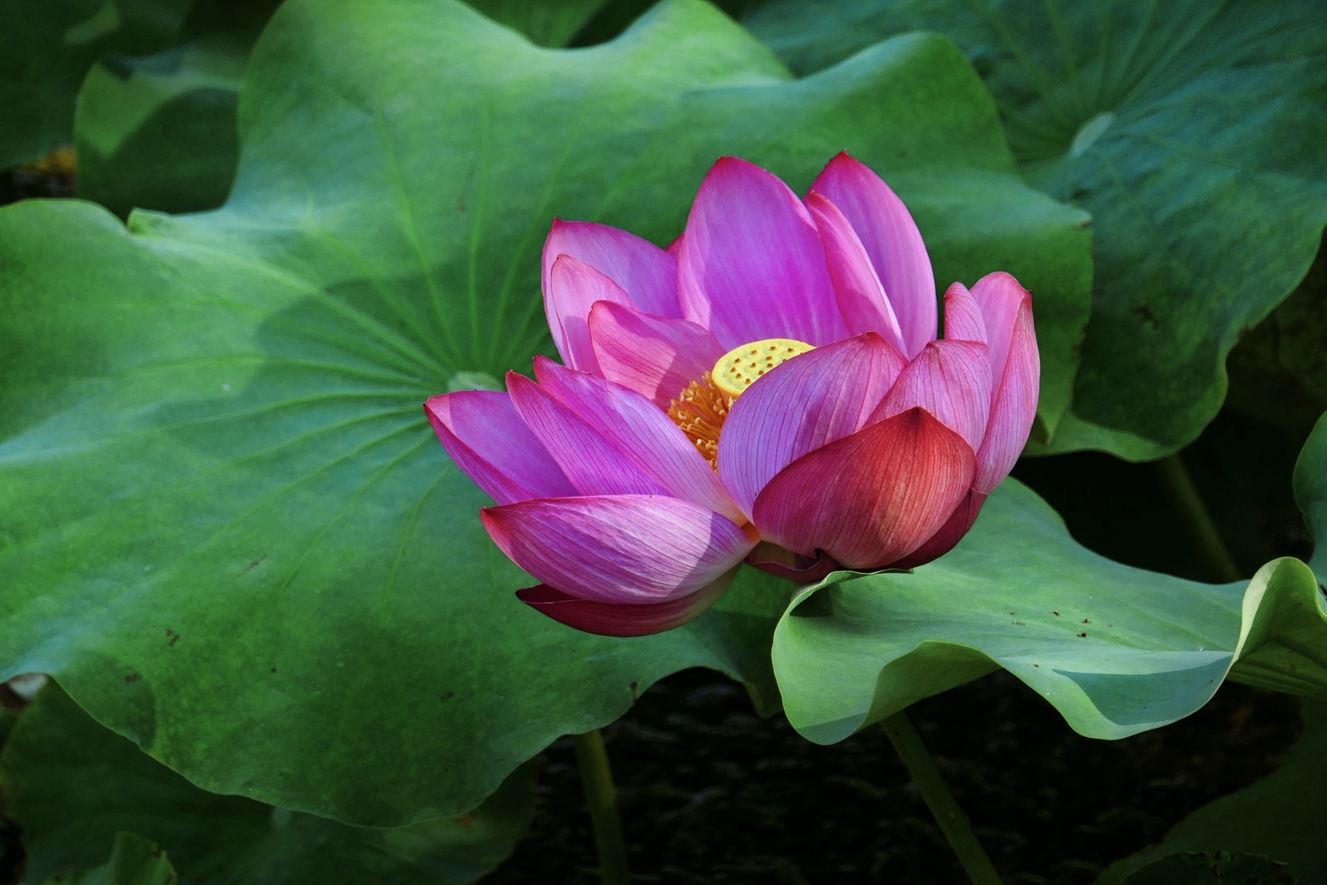 东湖荷花开 六月好运来