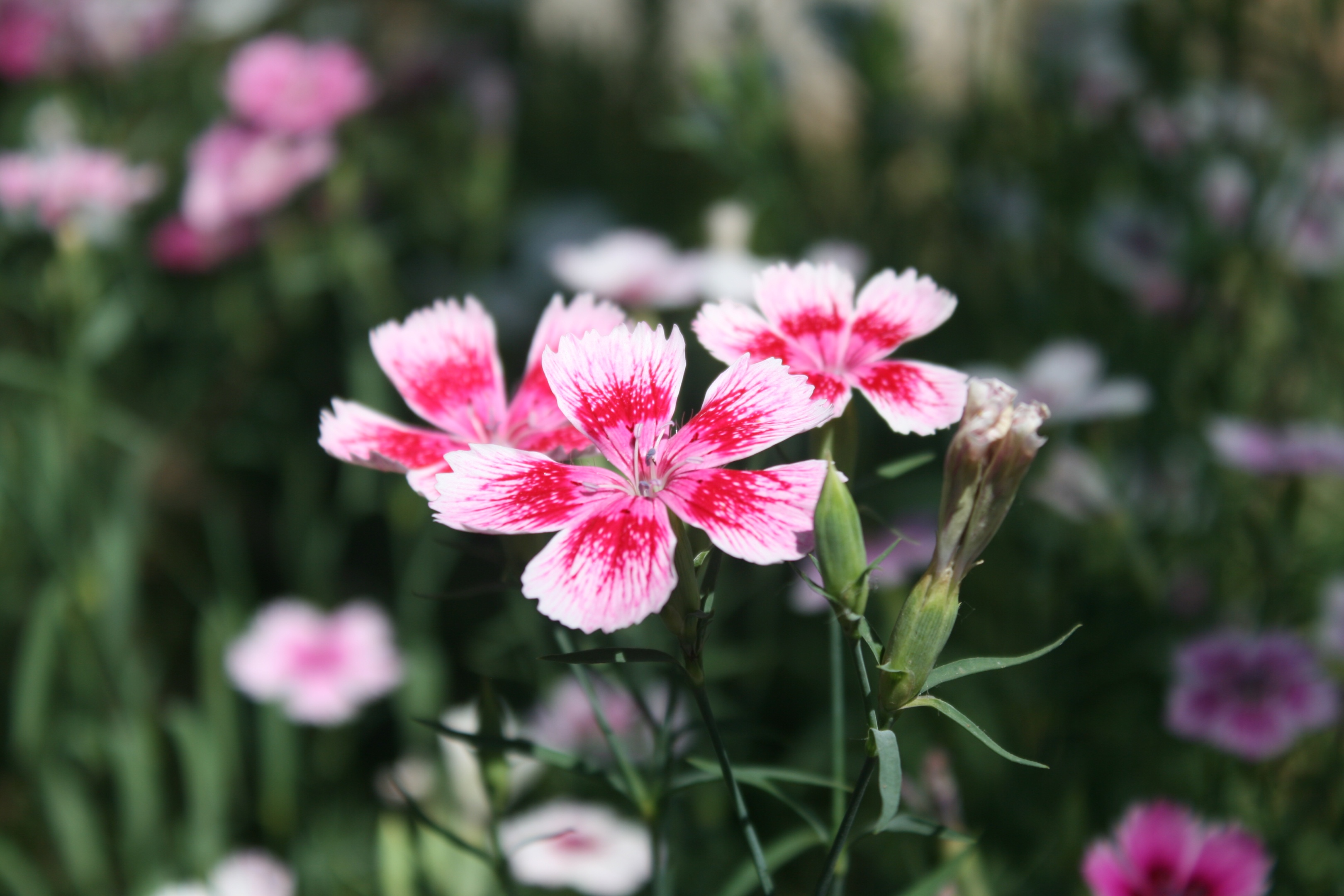 攀条夏荫绿, 幽径石竹红. 枝间花影动, 惊鸟数声鸣.