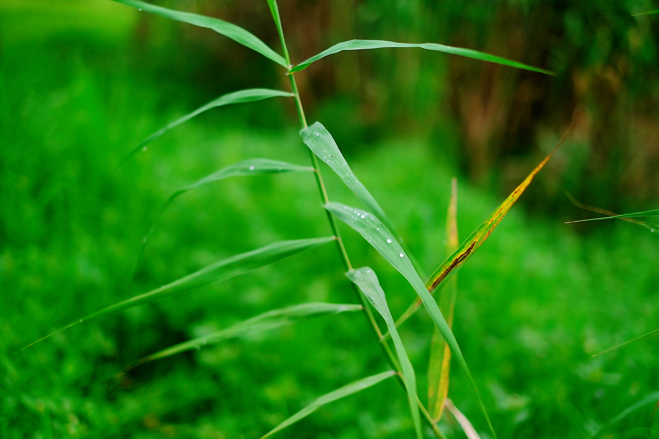 芦苇深处是我家