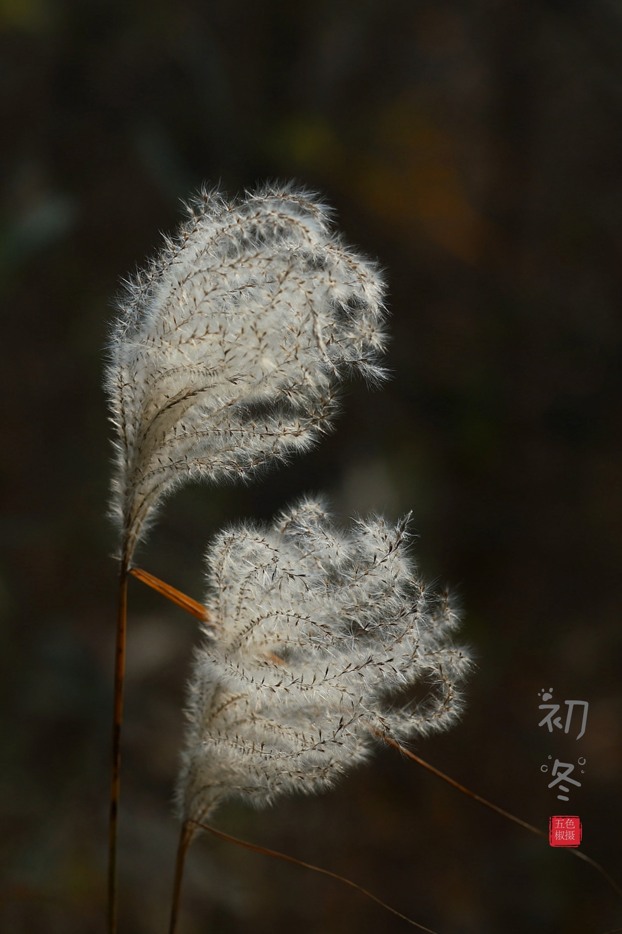 初冬·芦苇花开了