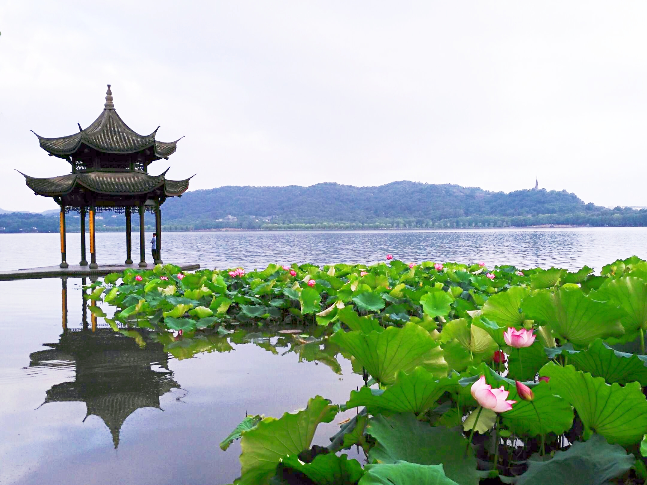 六月荷花相约西湖来【首发】