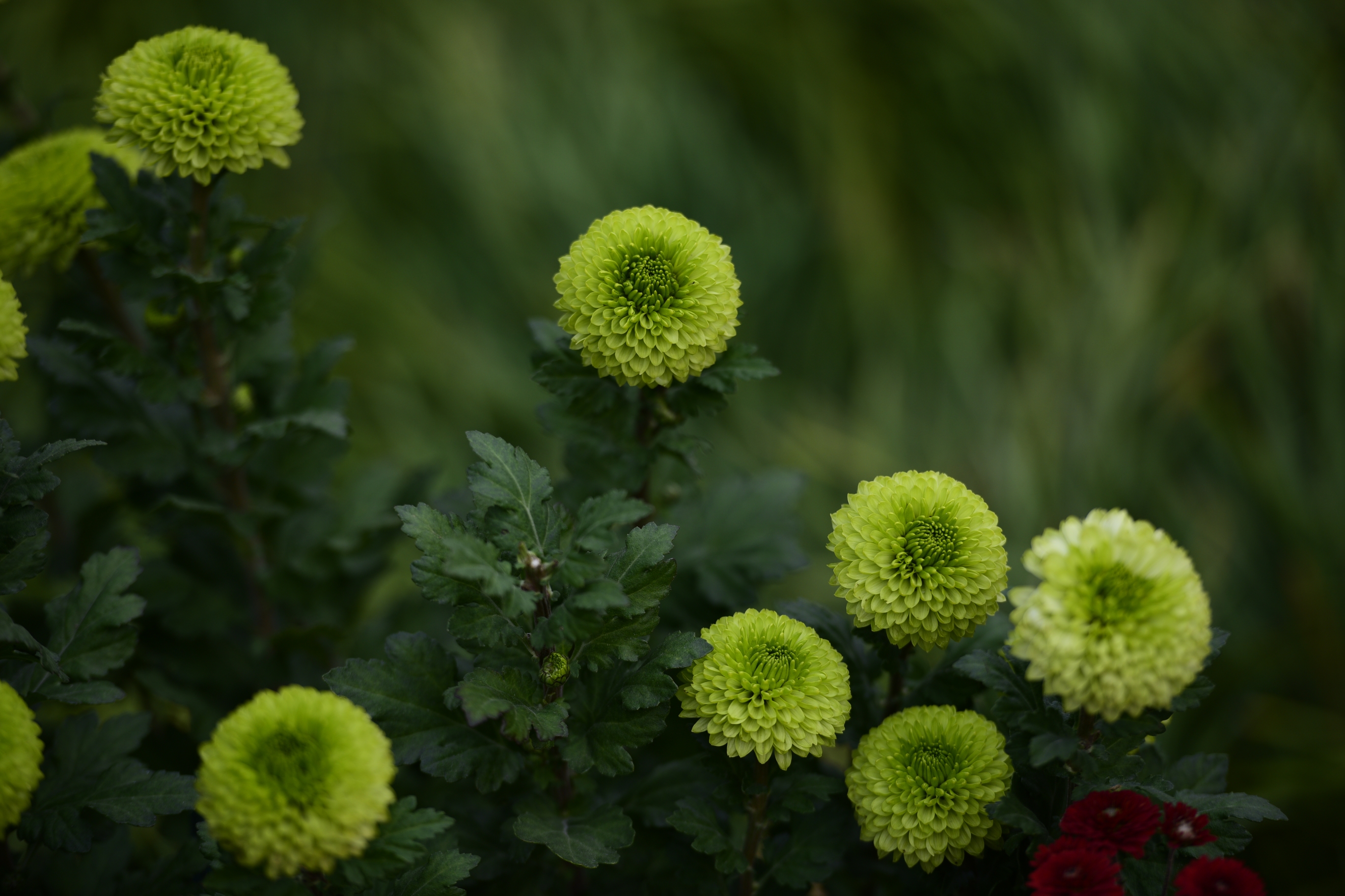 我拍的乒乓菊(首发)