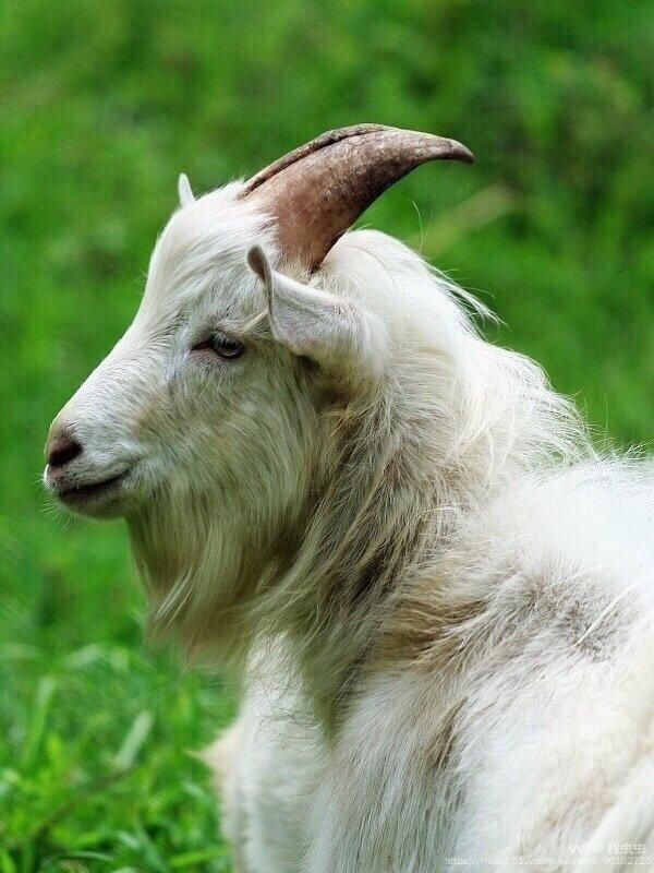 红地毯佳作一头羊对世界的观察