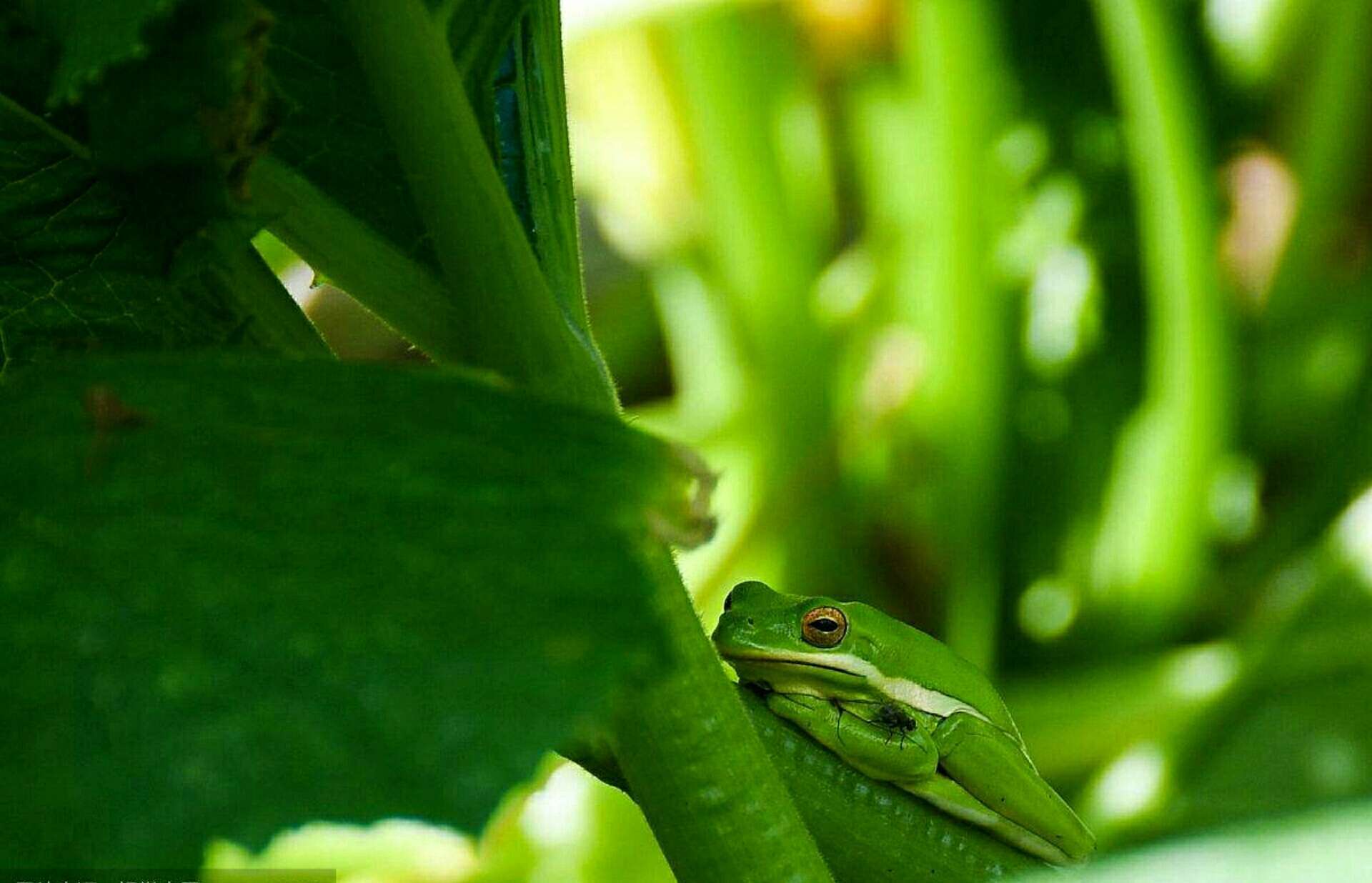 草颗蹲着小绿蛙