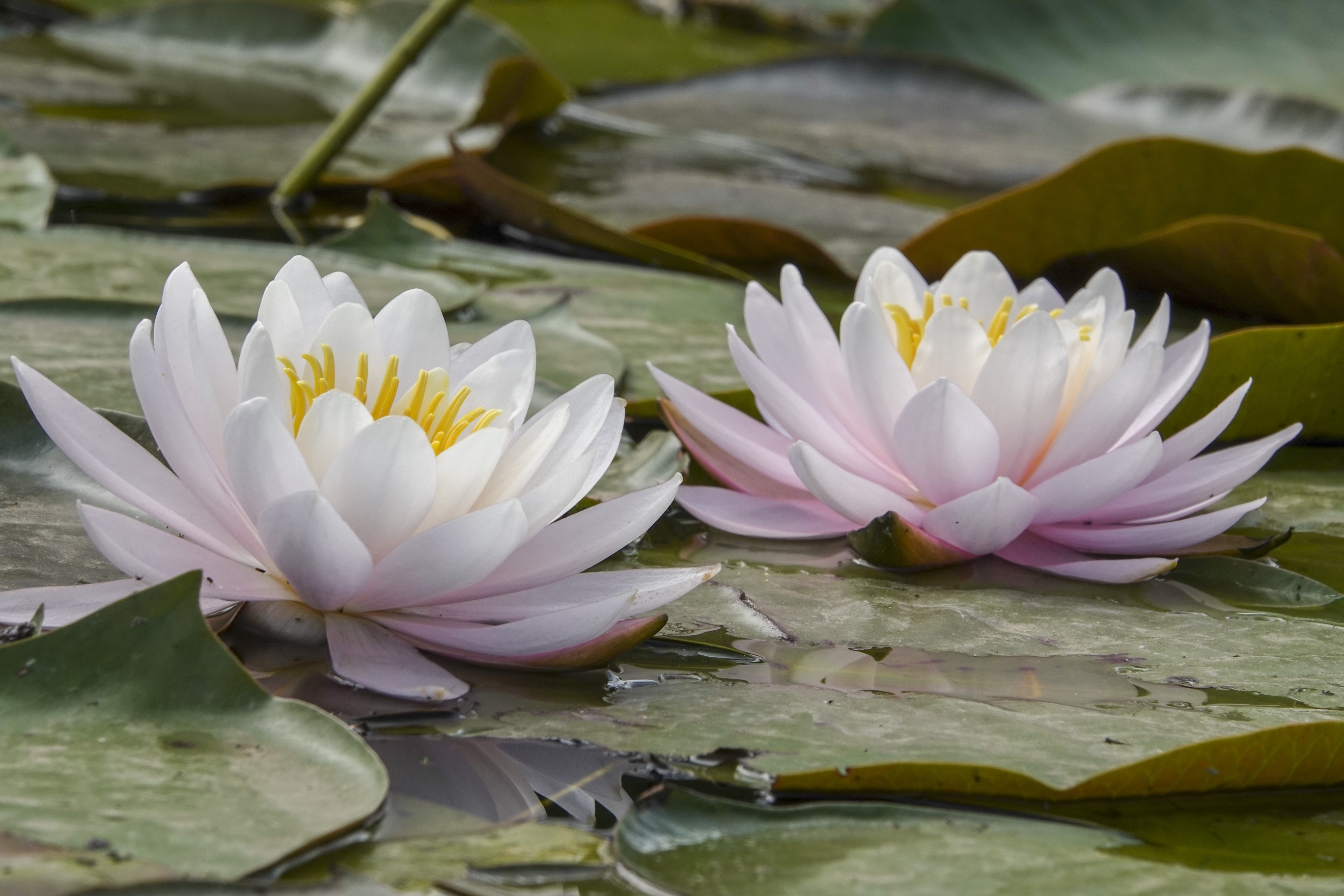 全世界睡莲属植物有40-50种,中国有5种.