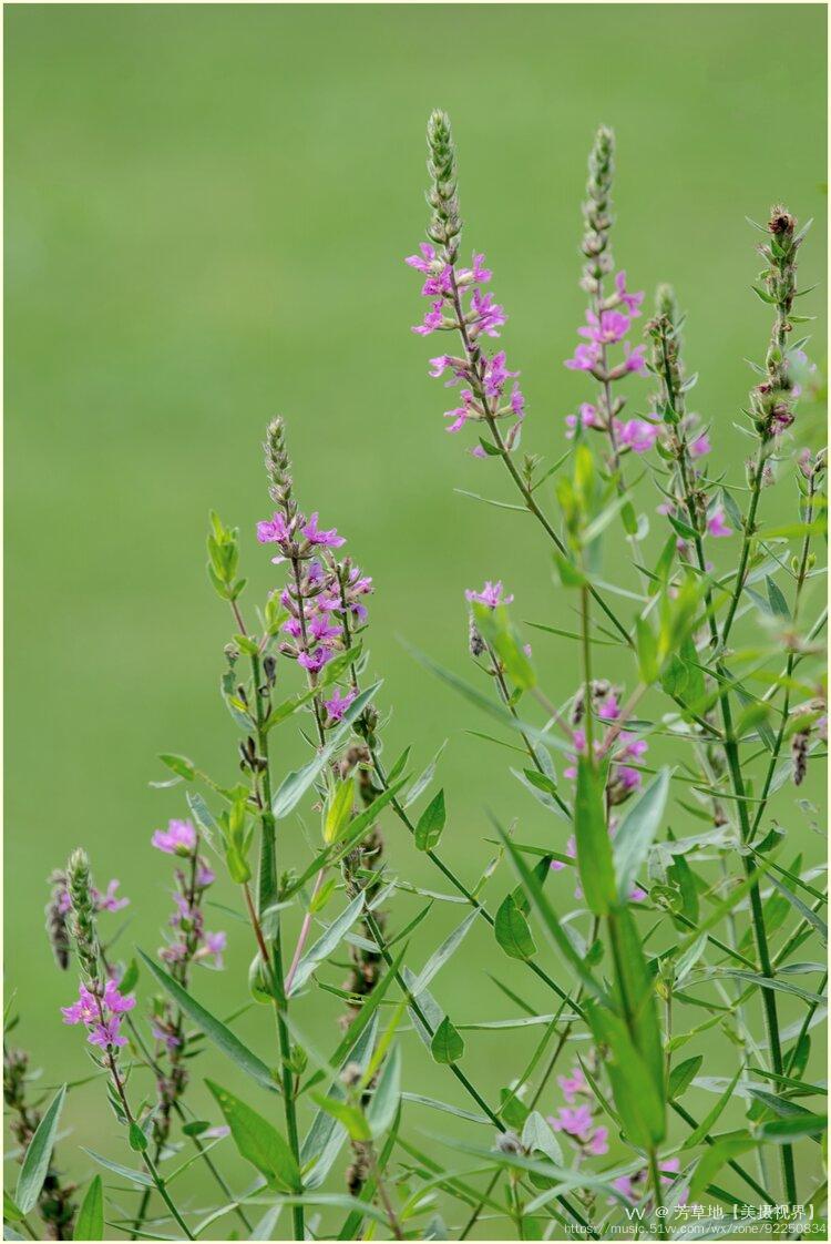 千屈菜的花语:孤独.