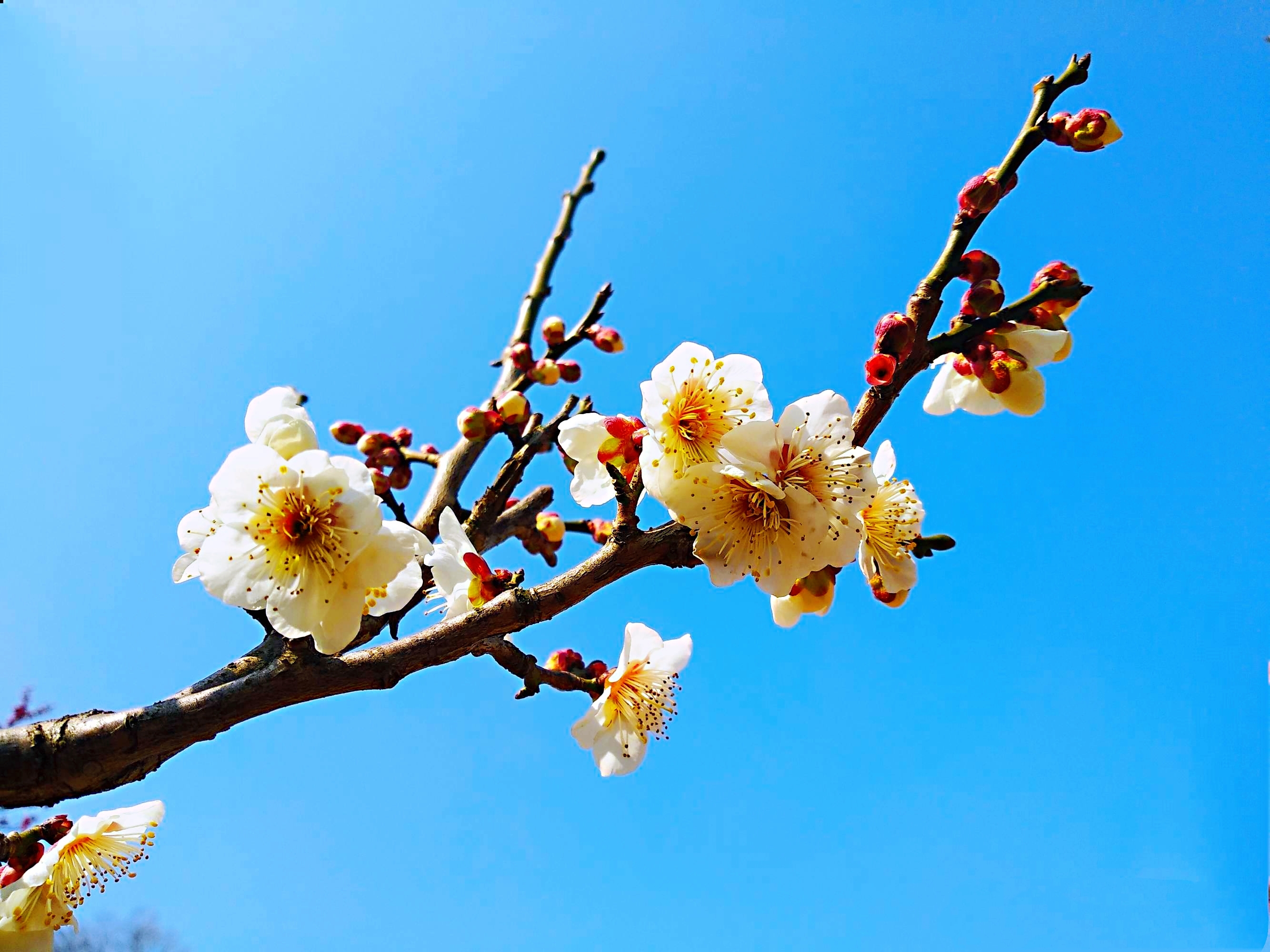 细看梅花的样子,梅花_大山谷图库