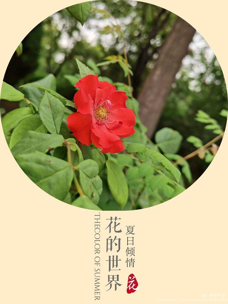 花中皇后红月季原创首发