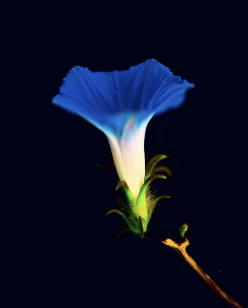 【首发】蓝色牵牛花