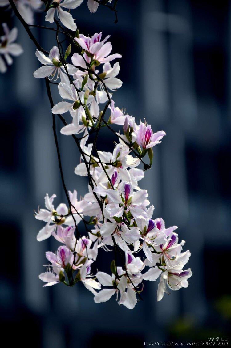 宫粉羊蹄甲首发