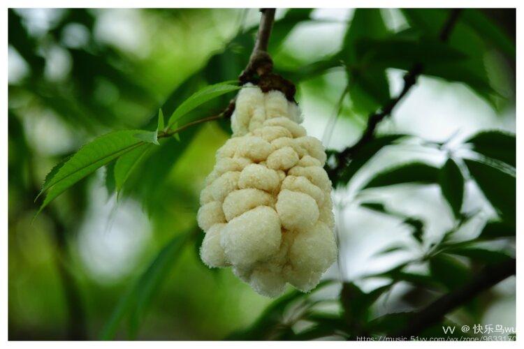 首发长在树上的棉花异木棉果