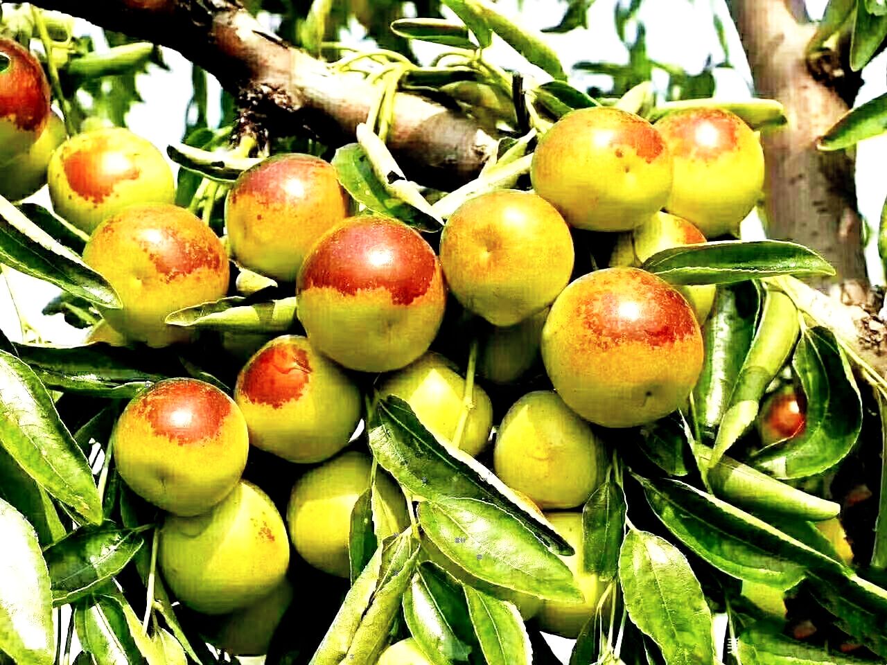 【首发】又是一年冬枣红