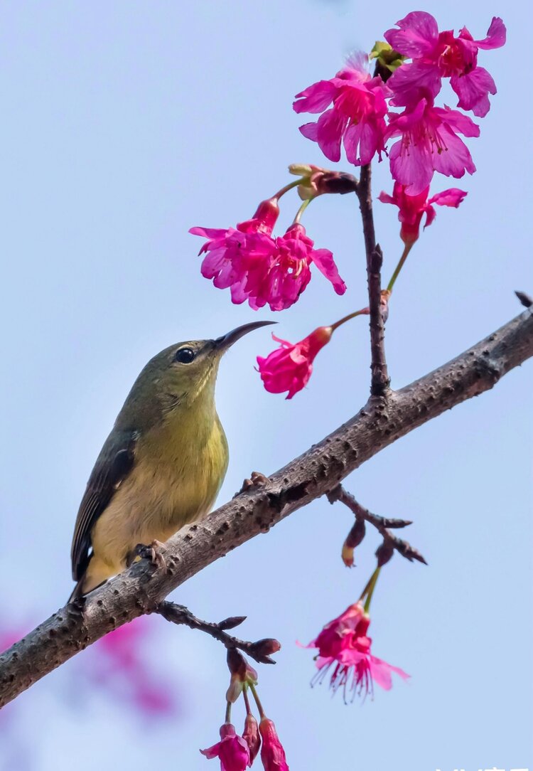 盈枝雀鳥戲芳菲首發