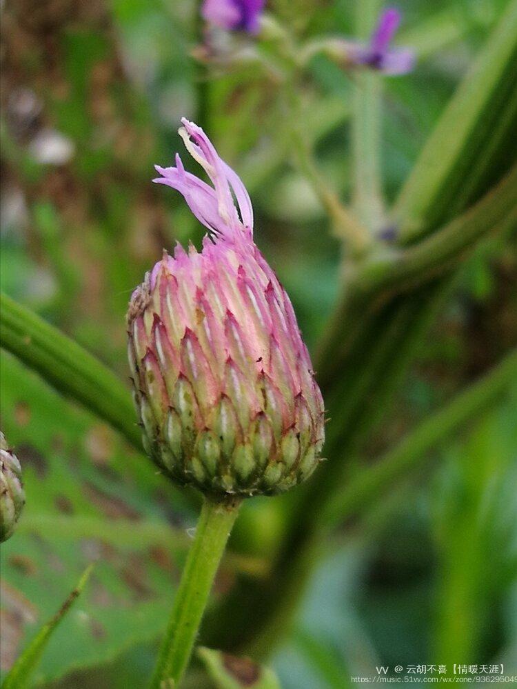 原创首发微距下的刺儿菜花